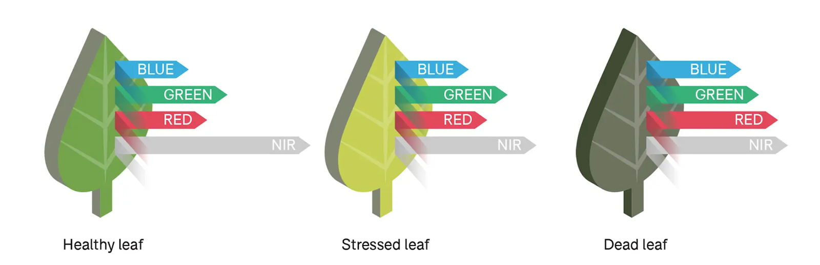 Non-Visible light emitted from leaf Types of light emitted by a plant during different stages of its life cycle